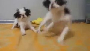 Щенки Японский хин