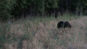 Медведь на овсах