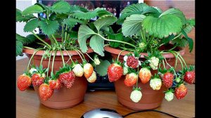 Как вырастить очень вкусную клубнику дома? Секреты опытного садовода!!