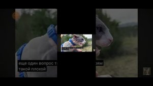 кот миллион охотится за серено годового набираем 20.000 и будет лаи́ков