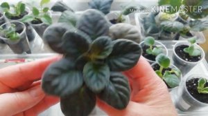 Фиалка или сенполия от А до Я.