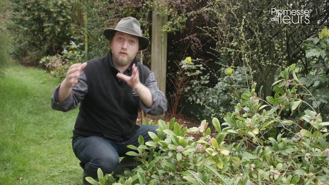 Coup de cœur d'Olivier : le skimmia japonica смотреть онлайн