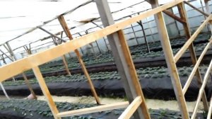 мой вариант посадки клубники для ранних продаж весной!Клубника в закрытом грунте