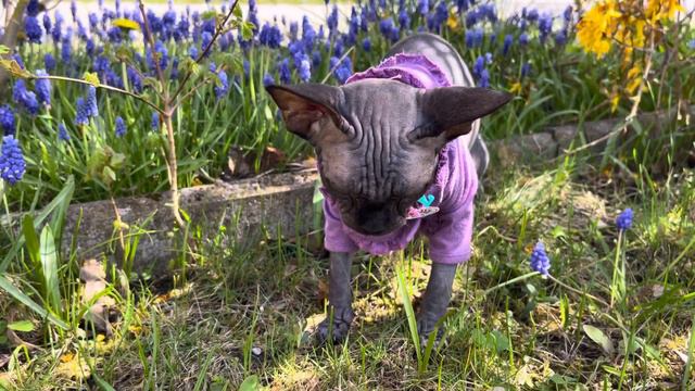 Лысая кошка сфинкс не хочет гулять что делать смотреть онлайн