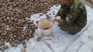 Сколько килограмм картошки в ведре?