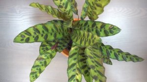 Пересадка Калатеи Лансифолии / Calathea Lancifolia (rattlesnake plant) repotting