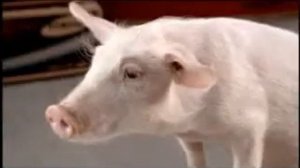 Свинья в рекламе (2)