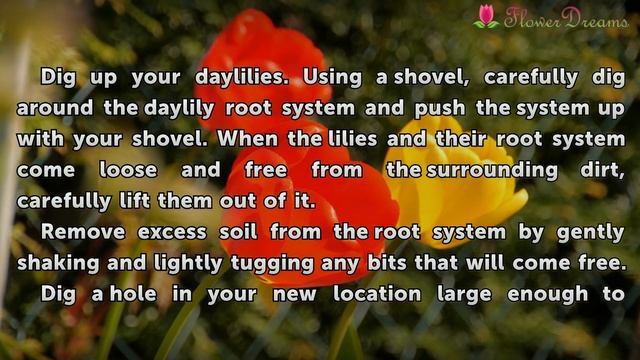 How to Transplant Stella d'Oro Daylilies смотреть онлайн