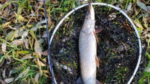 Тестирование Crazy Fish Perfect Jig CFPJ-76-ML-T.mp4