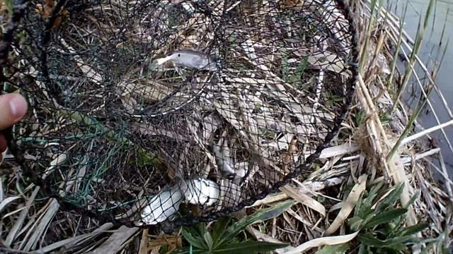 Рыбалка на сеть! Зарыбление старого пруда! Сыплю дамбу! смотреть онлайн