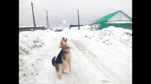 Edmon98K #18 [Собака - Фристайло xD]