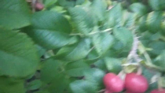ВО КАКОЙ КРУПНЫЙ ШИПОВНИК