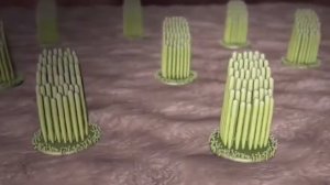 Как мы слышим