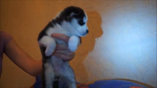 Голубоглазка=1 смотреть онлайн