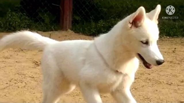 Женщина не понимала, почему белый щенок хаски скулит каждую ночь. Когда его обследовали, все ахнули смотреть онлайн