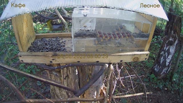 Кафе "Лесное" смотреть онлайн