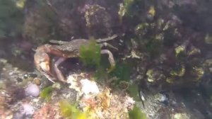 Дайвинг на Японском море