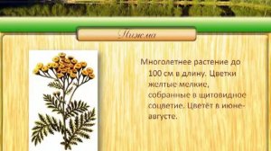 Магия растений. Пижма
