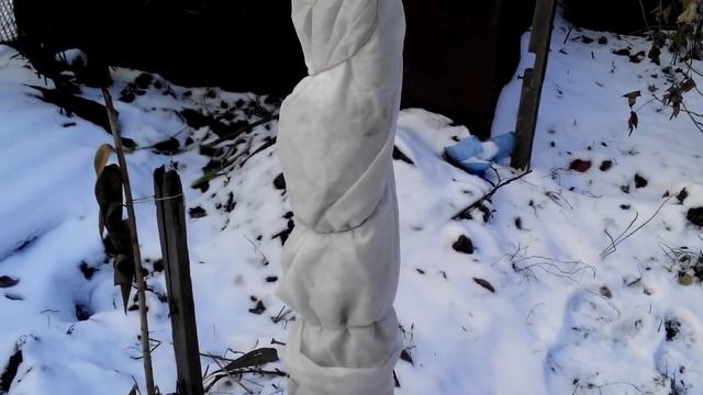 Как укрыть персик на зиму. Новый способ. смотреть онлайн