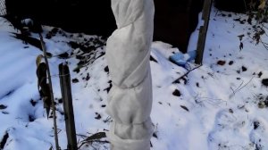 Как укрыть персик на зиму. Новый способ.