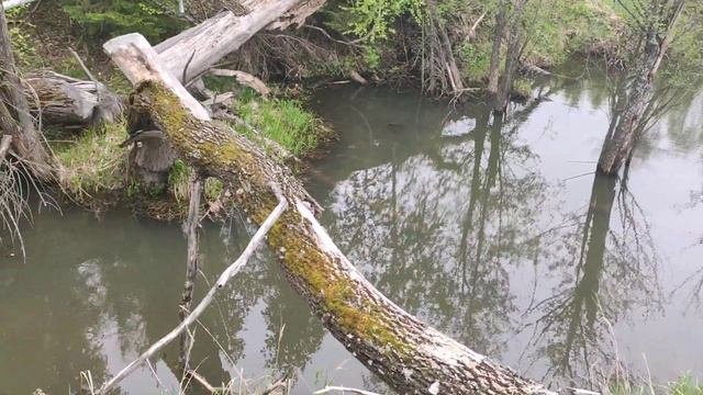 Бобры сделали пруд.Кабаны разрыли землю. Природа в мае. Beavers Made A Pond.
