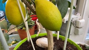 Lemon hybrid Dioscuria