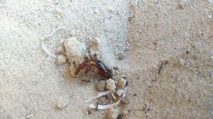Ants vs earwig (муравьи vs Уховёртка обыкновенная)