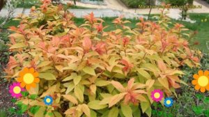 Спирея японская Голден Флайм. Краткий обзор, описание характеристик spiraea japonica Golden Flame