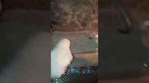 Самый простой и дешевый брудер для цыплят.