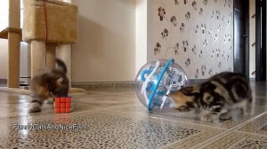 Top Funny Cats and Kittens Playing, Dancing Epic Compilation