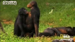 ДЖАВИД В МИРЕ ЖИВОТНЫХ