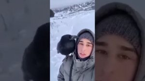 Домашний ворон? Как приручить