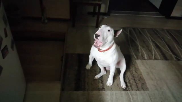 бультерьер попрошайка смотреть онлайн