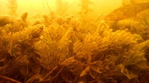 Зимняя рыбалка на ротана / подводные съемки