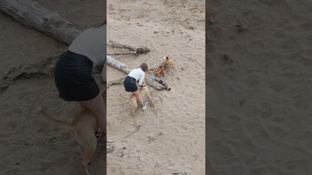 Хозяйка еле удержала своего защитника. Смесь хаски и питбуля. Морда питбуля, глаза хаски!!!