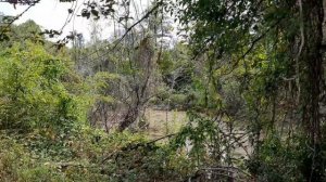 Абхазия. Из Алахадзы/Цитрусовый через джунгли к реке Бзыбь