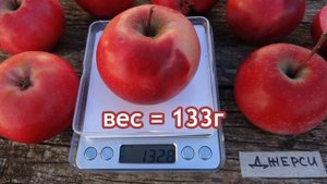 Красномясый сорт универсального назначения / Яблоня ДЖЕРСИ