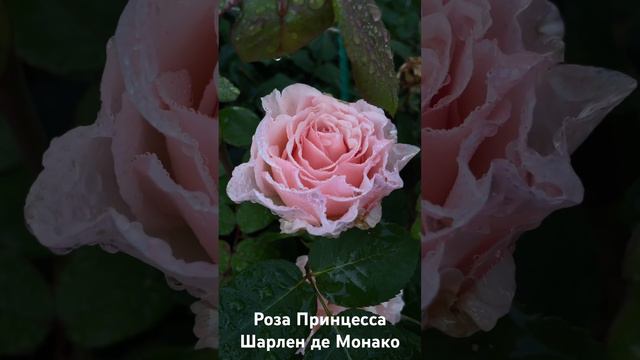 Роза Принцесса Шарлен Де Монако/ Rose Princesse Charlene De Monaco #розарий #садоводство #roses