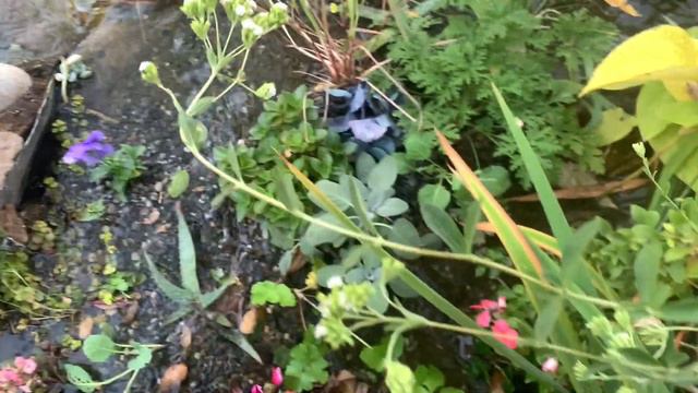 Natural Swimming Pond Bog Filter EDIBLES! (STEVIA & Seeds Edition) смотреть онлайн