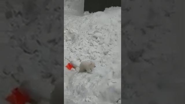 Новосибирский зоопарк родились мишкм смотреть онлайн