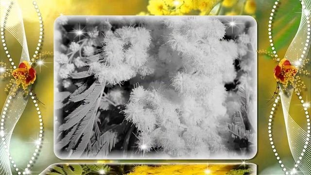 ВЕТКА МИМОЗЫ, КАПЛЯ ВЕСНЫ