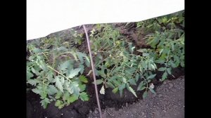 Почему у меня на участке нет сорняков, шутка.