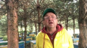 Мёд из подсолнечника.