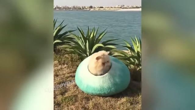 СМЕШНЫЕ КОШКИ 2021 И ДРУГИЕ ЖИВОТНЫЕ/ 16 МИНУТ СМЕХА/СМЕШНЫЕ ЖИВОТНЫЕ 2021/ЛУЧШИЕ ПРИКОЛЫ С КОТАМИ смотреть онлайн