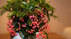 Ардизия — уход в домашних условиях, размножение и виды