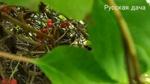 Лимонник Дальневосточный. В чем состоит его польза.