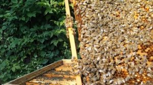 Пчелы не роятся!