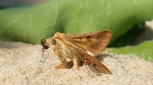 Муравьи против НОЧНАЯ БАБОЧКА  или МОЛЬ ГИГАНТ Ants vs NIGHT BUTTERFLY or MOLE GIANT