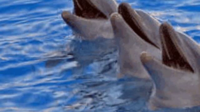 ИСЦЕЛЯЮЩИЕ ЗВУКИ ДЕЛЬФИНОВ. смотреть онлайн