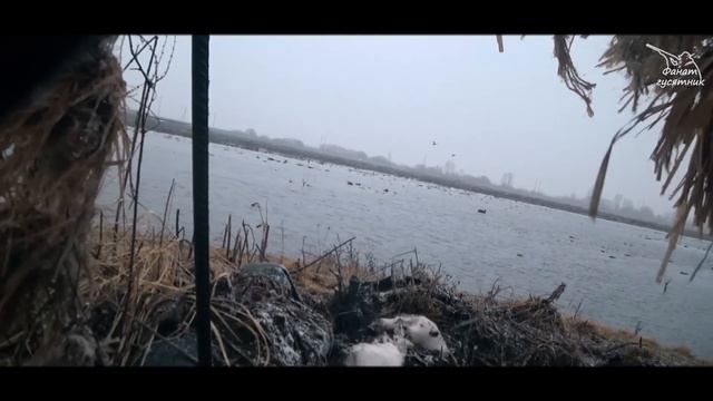 Охота на селезня с подсадными утками. смотреть онлайн